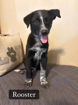 Rooster -  Australian Cattle Dog Blue Heeler Dog for Adoption in Salamanca, New York - Rooster | PetCurious