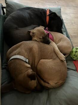 Terrier and Labrador Retriever Dogs Available for Adoption in Waunakee, Wisconsin - Missy Meadow | PetCurious