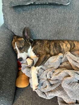 Rescue Australian Cattle Dog Blue Heeler Dogs for Adoption in Blairstown, New Jersey - Clark | PetCurious