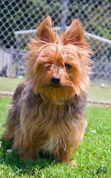 Charlie -  Silky Terrier Dog for Adoption in Godfrey, Illinois - Charlie | PetCurious