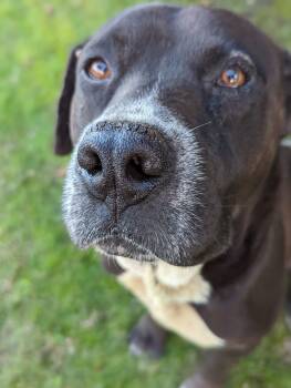 Rescue Black Labrador Retriever Dogs for Adoption in Bellflower, California - Samuel | PetCurious