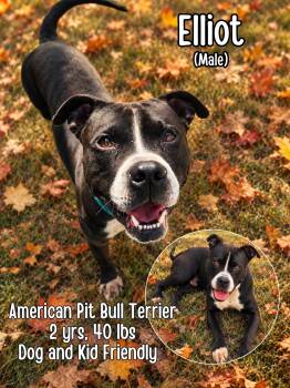 Elliot -  Pit Bull Terrier Dog for Adoption in Lancaster, Kentucky - Elliot | PetCurious