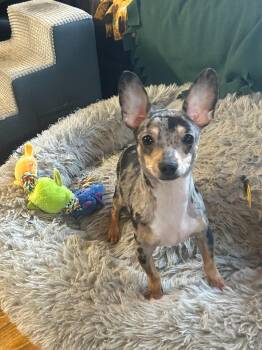 DASH -  Chihuahua Dog for Adoption in Elyria, Ohio - DASH | PetCurious