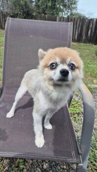 Peanut -  Pomeranian Dog for Adoption in Orlando, Florida - Peanut | PetCurious