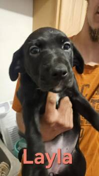 Layla -  Pit Bull Terrier and Labradoodle Dog for Adoption in West Peoria, Illinois - Layla | PetCurious