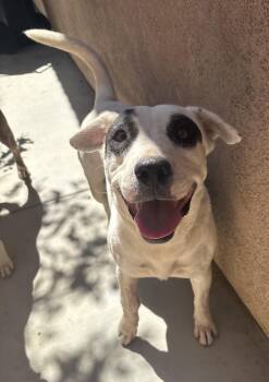 Rescue Pit Bull Terrier Dogs for Adoption - COOKIE | PetCurious