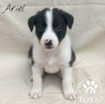 Rescue Border Collie Dogs for Adoption in Batesville, Arkansas - Ariel | PetCurious