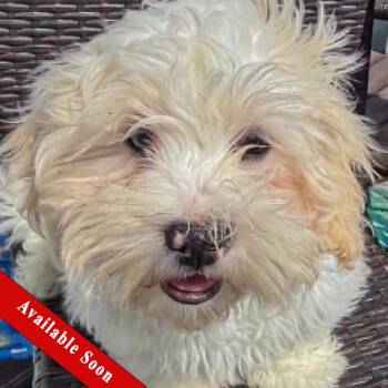 Quinn -  Shih Tzu and Poodle Dog for Adoption in Huntley, Illinois - Quinn | PetCurious