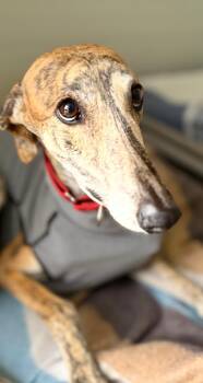 Galgo Spanish Greyhound Dogs Available for Adoption in Winter Park, Florida - Pinto | PetCurious