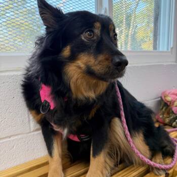 Honey Bun -  Spitz and American Eskimo Dog Dog for Adoption in Normal, Illinois - Honey Bun | PetCurious