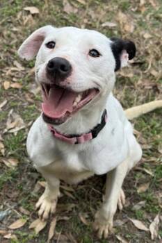 Layla -  American Staffordshire Terrier and Mixed Breed Dog for Adoption in San Antonio, Texas - Layla | PetCurious
