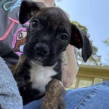 Dutton -  Boxer Dog for Adoption in Beulaville, North Carolina - Dutton | PetCurious