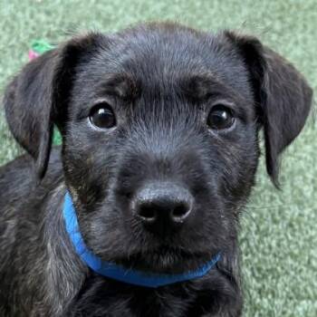 Registration -  Mixed Breed Dog for Adoption in Pleasanton, California - Registration | PetCurious