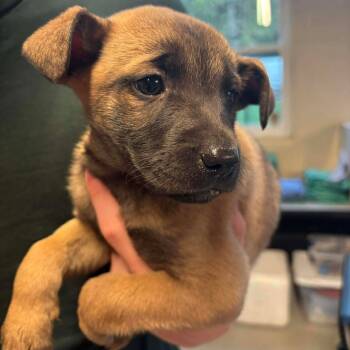 Rescue Mixed Breed Dogs for Adoption in Huntington, West Virginia - Roll | PetCurious