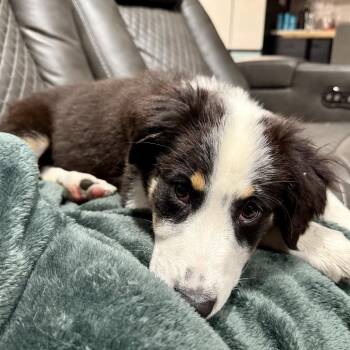 Bazooka -  Mixed Breed Dog for Adoption in Bismarck, North Dakota - Bazooka | PetCurious