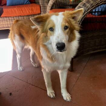 Junie -  Collie Dog for Adoption in Houston, Texas - Junie | PetCurious