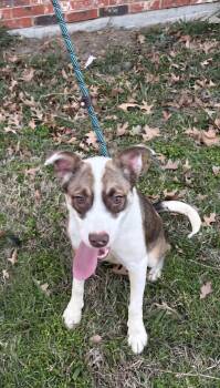 Rescue Australian Cattle Dog Blue Heeler Dogs for Adoption in Plano, Texas - Cannoli | PetCurious