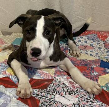 260930  Cindy Lou -  Pit Bull Terrier and Hound Dog for Adoption in Wetumpka, Alabama - 260930  Cindy Lou | PetCurious