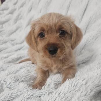 Echo -  Terrier and Mixed Breed Dog for Adoption in Henderson, Nevada - Echo | PetCurious