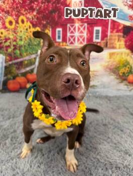 Puptart -  Mixed Breed Dog for Adoption in Flint, Michigan - Puptart | PetCurious