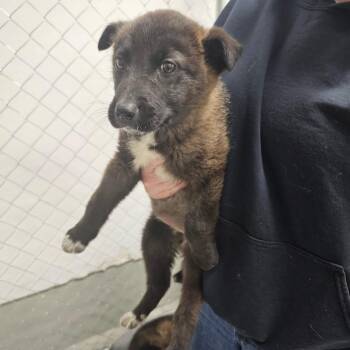 Shepherd Dogs Available for Adoption in Victoria, British Columbia - Smokie | PetCurious