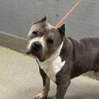Pit Bull Terrier and Mixed Breed Dogs Available for Adoption in Salt Lake City, Utah - Marky Mark | PetCurious
