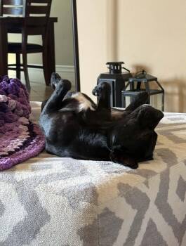 Luna -  Chihuahua Dog for Adoption in Gainesville, Virginia - Luna | PetCurious