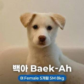 Jindo Dogs Available for Adoption in Northbrook, Illinois - Baek-Ah | PetCurious