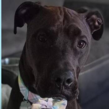 Mixed Breed and Black Labrador Retriever Dogs Available for Adoption in Melbourne, Kentucky - Tinsel | PetCurious
