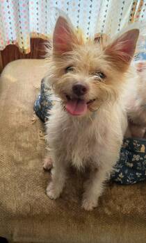 Jackson -  Rat Terrier and Chihuahua Dog for Adoption in Hammond, Louisiana - Jackson | PetCurious