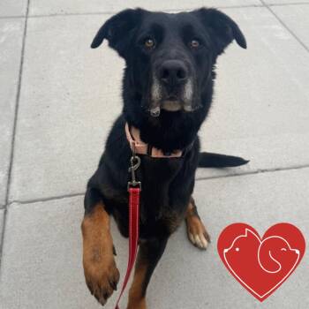 Bailey -  Black Labrador Retriever and German Shepherd Dog Dog for Adoption in Cheyenne, Wyoming - Bailey | PetCurious