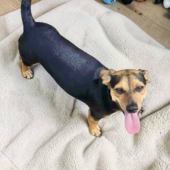 Dachshund Dogs Available for Adoption - Leia  | PetCurious