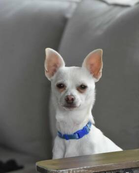 Rescue Chihuahua Dogs for Adoption in Vacaville, California - Bruiser | PetCurious