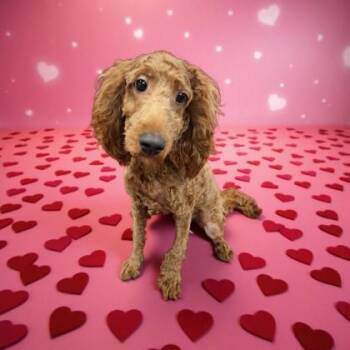 Rescue Cocker Spaniel and Poodle Dogs for Adoption in Malvern, Pennsylvania - Mateo | PetCurious
