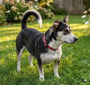 Lana -  Terrier and Corgi Dog for Adoption in Corpus Christi, Texas - Lana | PetCurious