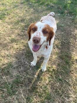 Brittany Spaniel Dogs Available for Adoption in Baldwinsville, New York - UT/Charlie | PetCurious