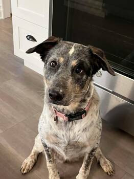 Cattle Dog and Labrador Retriever Dogs Available for Adoption - Riley (Foster Or Adopter Needed!) | PetCurious