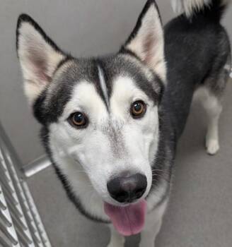 Chester -  Siberian Husky Dog for Adoption in Des Moines, Iowa - Chester | PetCurious