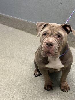 HANNA -  American Bulldog and Mixed Breed Dog for Adoption in Las Vegas, Nevada - HANNA | PetCurious