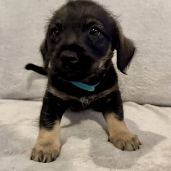 Border Terrier Dogs Available for Adoption in San Diego, California - Ruber (R Litter) | PetCurious