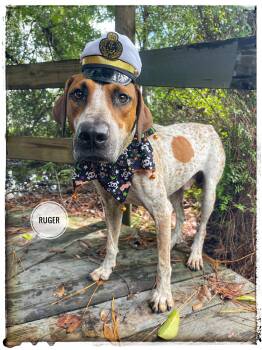 Ruger -  English Coonhound Dog for Adoption in Sebring, Florida - Ruger | PetCurious