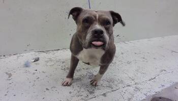 LATTE -  Staffordshire Bull Terrier and Mixed Breed Dog for Adoption in Houston, Texas - LATTE | PetCurious