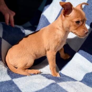 Butters -  Chihuahua Dog for Adoption in West Richland, Washington - Butters | PetCurious