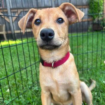 Taxie Vasion D70060 -  Australian Shepherd and Shepherd Dog for Adoption in Minnetonka, Minnesota - Taxie Vasion D70060 | PetCurious