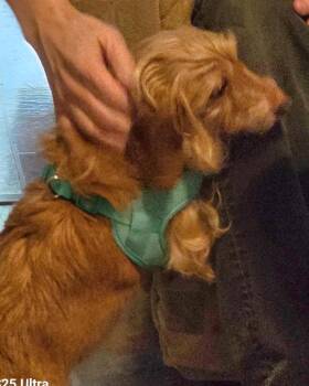 Rescue Dachshund Dogs for Adoption in La Vista, Nebraska - Honey | PetCurious