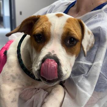 Vespa -  Terrier and American Staffordshire Terrier Dog for Adoption in Greenville, South Carolina - Vespa | PetCurious