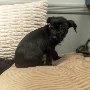 Frisk -  Terrier and Mixed Breed Dog for Adoption in Pawling, New York - Frisk | PetCurious