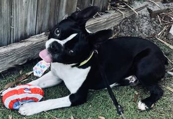 Boston Terrier Dogs Available for Adoption in Fort Myers Beach, Florida - Fun Guy!! | PetCurious