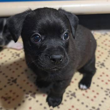 Brighton -  Boston Terrier and Terrier Dog for Adoption in San Antonio, Texas - Brighton | PetCurious