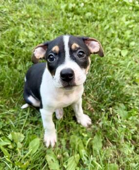 Savanna -  Pit Bull Terrier Dog for Adoption in Barnhart, Missouri - Savanna | PetCurious